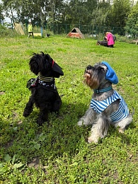 Искусство без боли: "Новые люди" провели фестиваль животных в Рязани