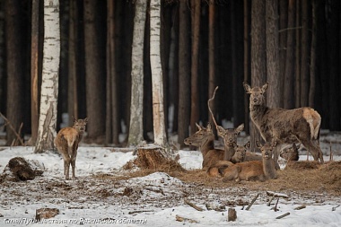 Рязанцы встретили на прогулке оленей и лосей