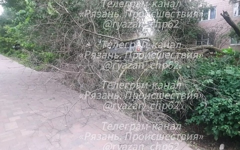 Еще одно дерево упало в Рязани