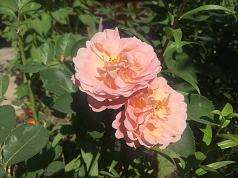 В Рязанской области 5 июля будет +31°С и переменчивый ветер до 8 м/с