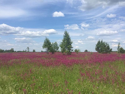 В Рязанской области 68,9 тысячи гектаров земли агрономов заросла сорняками