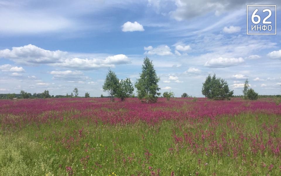 В Рязанской области 68,9 тысячи гектаров земли агрономов заросла сорняками - 62ИНФО
