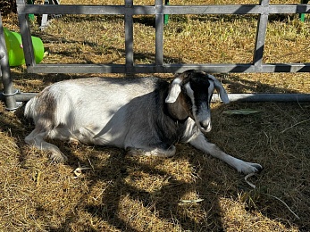 В Рязани провели праздник урожая «Спожинки»