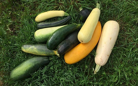 Рязанские предприятия произвели в 2025 году на 20% больше тепличных овощей