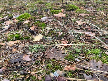 Аномальный февраль: в лесах под Рязанью распускается листва и растут грибы