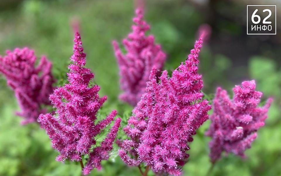 В Рязанской области бабье лето продолжится 9 сентября - 62ИНФО