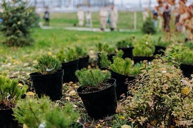 Губернатор Павел Малков присоединился к высадке деревьев в сквере «Рязань – город Трудовой Доблести»