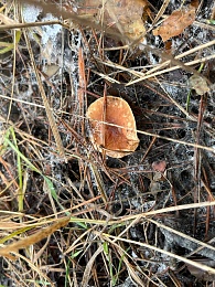 Грибники, к бою: в январе рязанские леса заполонили опята