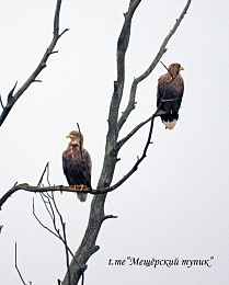 На Рязанщине охота белохвостых орланов на уток попала в кадр
