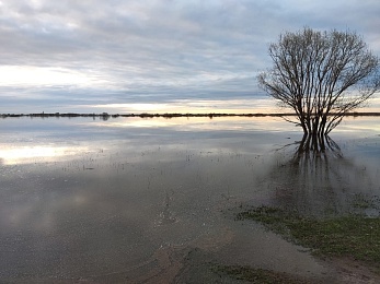 Половодье рязань. Заокское рязань ока. Уровень реки оки рязань. Разлив ока рязанская область. Половодье рязань.