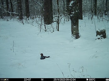 Окский заповедник показал фото лосей и кабанов в снегу