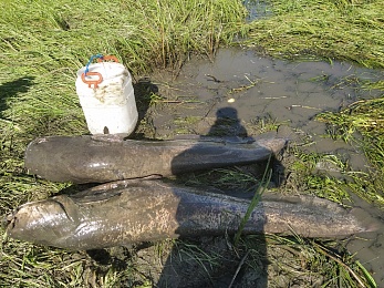 В Рыбновском районе выловили 60-килограммового сома