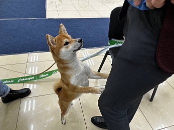 В Рязани проходит выставка собак «Содружество»