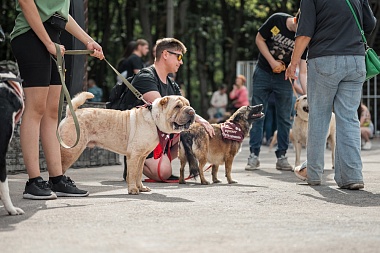 В Лесопарке Рязани прошла выставка бездомных животных "Пойдем домой"