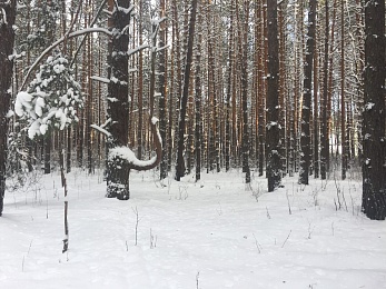 Зимние развлечения: чем заняться в Рязани в снежном январе