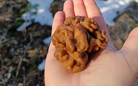 Грибная разведка сообщает: в рязанских лесах появились строчки