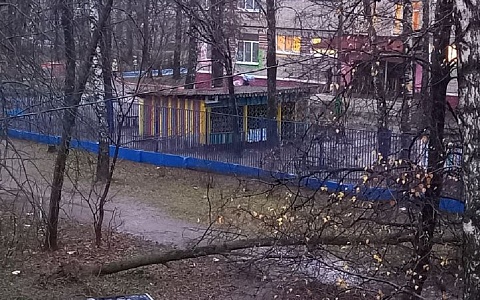 В Дашково-Песочне рухнуло сухое дерево у пути в детсад