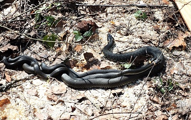 Змей Горыныч: в рязанских лесах ползают целые компании гадюк и ужей