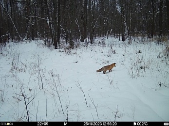 Окский заповедник показал снимки волков и рыси с фотоловушек