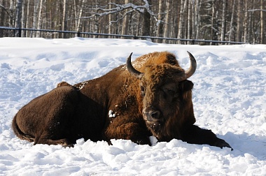 Зубровый питомник Окского заповедника рассказал о зверях на "Ме" в день 65-летия