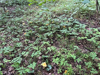 Рыжий от грибов лес: Рязанскую область захлестнула волна лисичек и подосиновиков