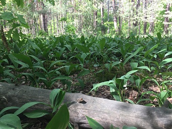 В рязанских лесах цветут поляны ландышей