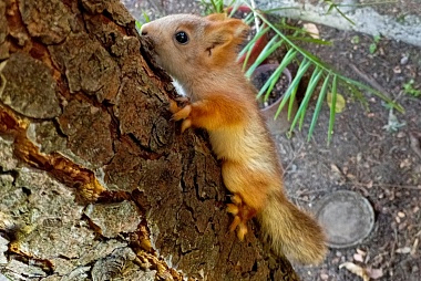 Белки с биостанции РГУ обзавелись потомством - 62ИНФО Белки с биостанции РГУ обзавелись потомством