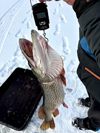 Секрет рыбака: рязанец рассказал, на что поймал 13-килограммовую щуку