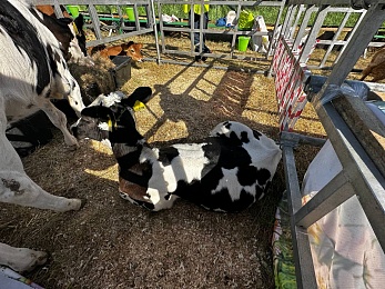 В Рязани провели праздник урожая «Спожинки»
