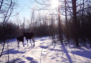 Окский заповедник показал снимки волков и рыси с фотоловушек