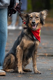 Рязанцы приютили 16 животных на выставке «Пойдём домой»