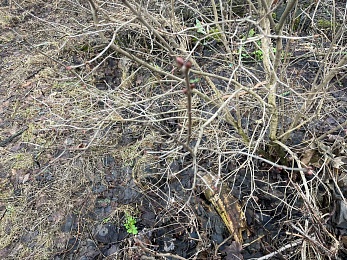 Аномальный февраль: в лесах под Рязанью распускается листва и растут грибы