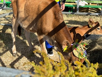 В Рязани провели праздник урожая «Спожинки»