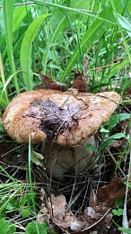 "Будет волна": рязанские леса заполняют белые грибы-гиганты