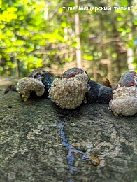 В рязанском лесу заметили трутовики со «слёзами» на шляпках