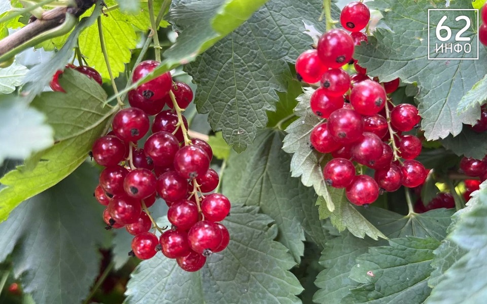 Ягодный Спас: традиции и история дня апостолов Петра и Павла - 62ИНФО