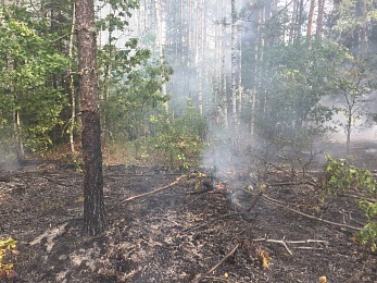 Фоторепортаж: лесной пожар в Деулино