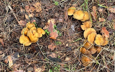 Грибники, к бою: в январе рязанские леса заполонили опята