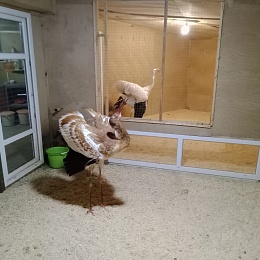 Скучающих стерхов в Окском заповеднике развлекают сосновыми ветками и тыквой