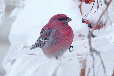 Стая малиновых птиц устроила обед около РГУ