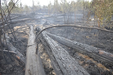 Дым без огня. Как выглядит лесной пожар под Рязанью спустя неделю 