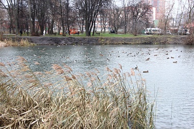 В Новопавловской роще высадили десятки новых деревьев