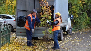 На месте спиленных тополей в Рязани высадили липы 
