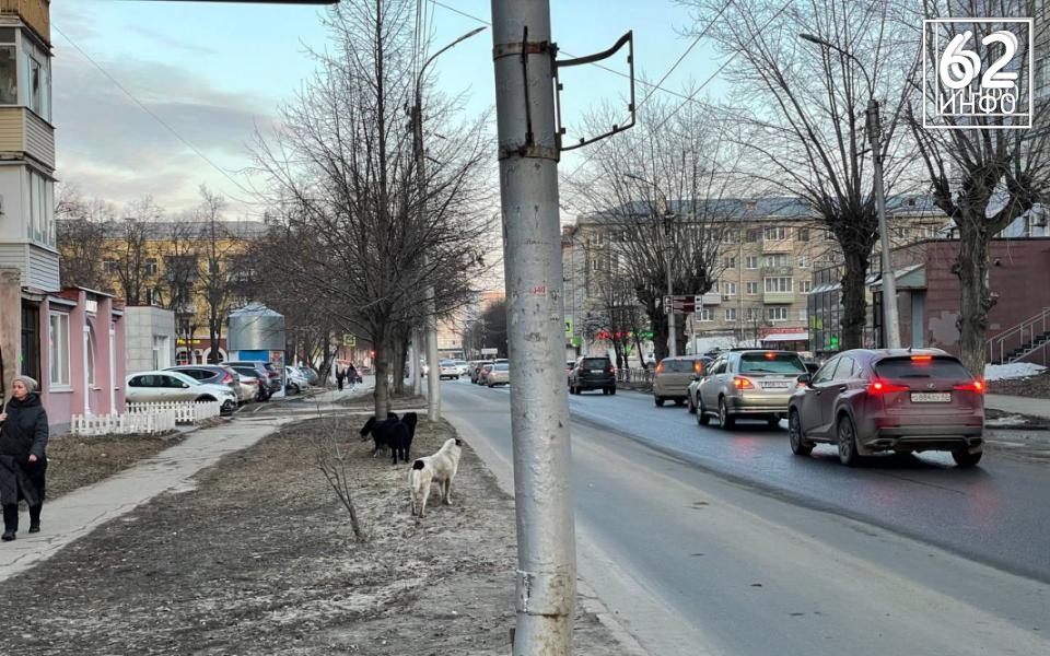 В Клепиковском районе отловят безнадзорных животных после иска прокуратуры - 62ИНФО