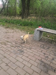 Рязанский Хатико: хозяева бросили в парке собаку с запиской