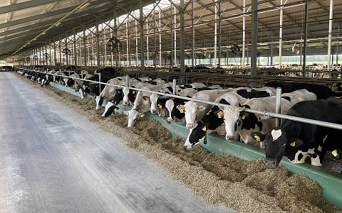 За неделю в Рязанской области выявили 4 случая незаконного ввоза скота