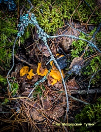 В рязанских лесах все еще попадаются лисички