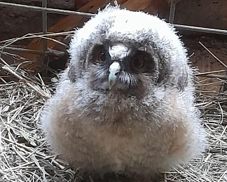 В Ряжском зоопарке показали малыша европейской лани