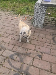 Рязанский Хатико: хозяева бросили в парке собаку с запиской