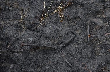 Дым без огня. Как выглядит лесной пожар под Рязанью спустя неделю 